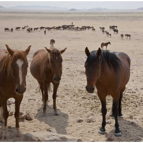 Namibia, Garub Herd of feral horses
